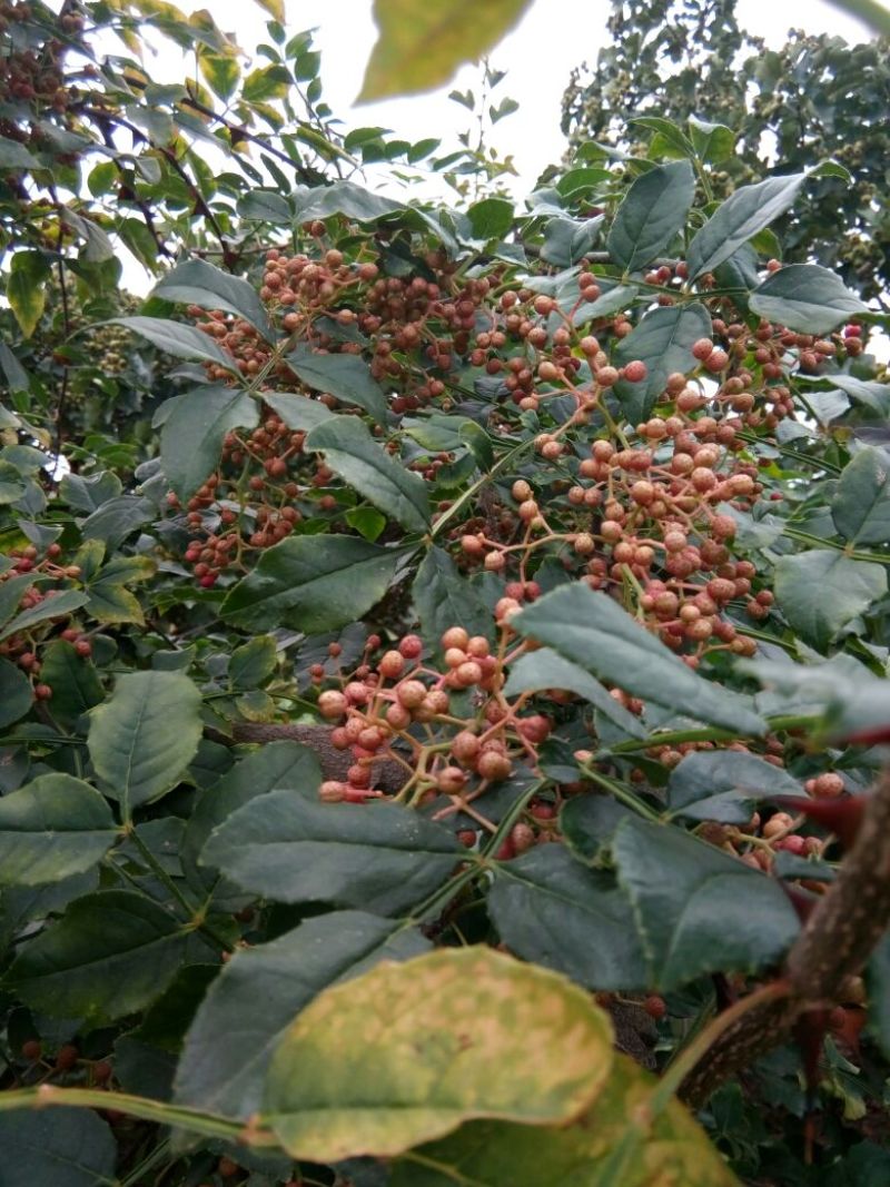 花椒苗大红袍花椒苗，基地直销，现起苗，第二年结果