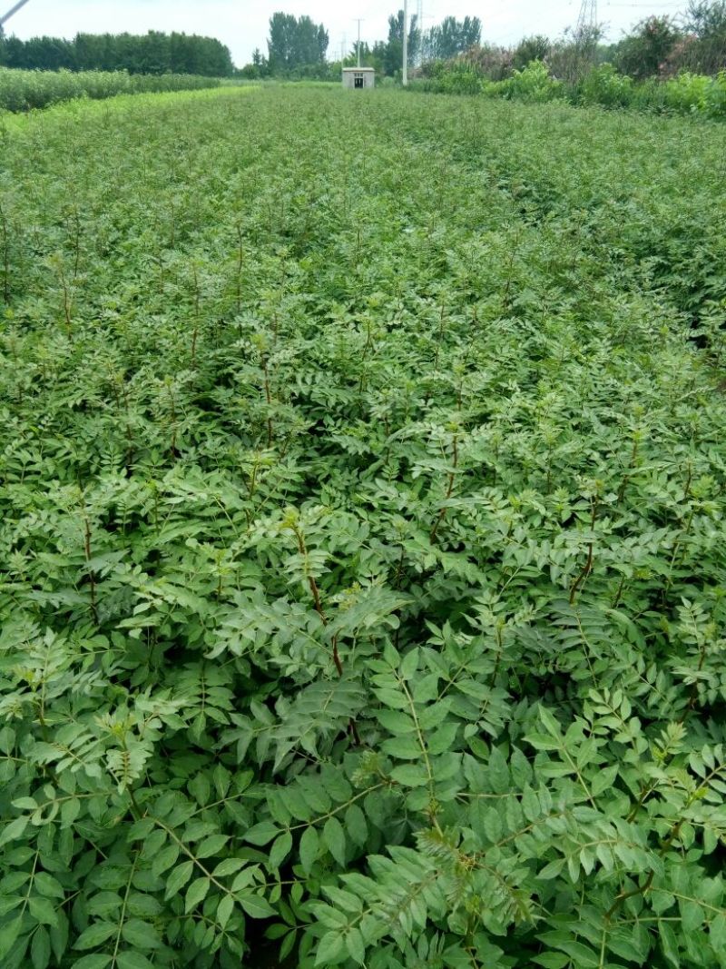 花椒苗大红袍花椒苗，基地直销，现起苗，第二年结果