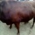 肉牛、西门塔尔牛、纯种牛、长势快、体型好