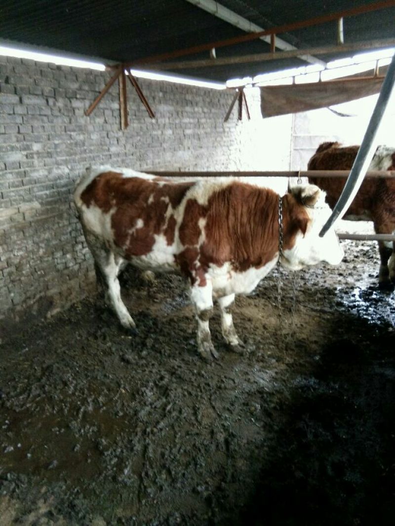 肉牛、西门塔尔牛、纯种牛、长势快、体型好