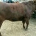 肉牛、西门塔尔牛、纯种牛、长势快、体型好