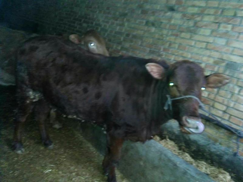 肉牛、西门塔尔牛、纯种牛、长势快、体型好