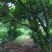榴莲蜜苗，海南榴莲蜜种植