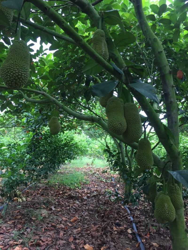 榴莲蜜苗，海南榴莲蜜种植