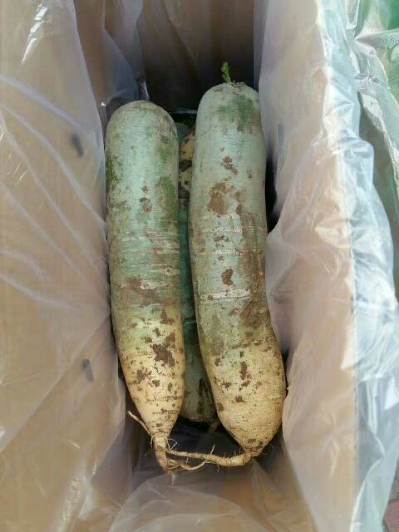 山东水果萝卜1~1.5斤起货源充足可视频看货量大从优