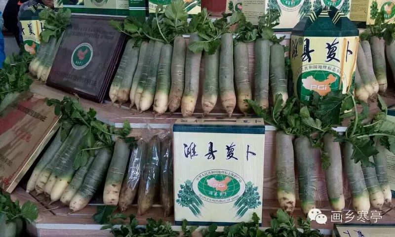 山东水果萝卜1~1.5斤起货源充足可视频看货量大从优