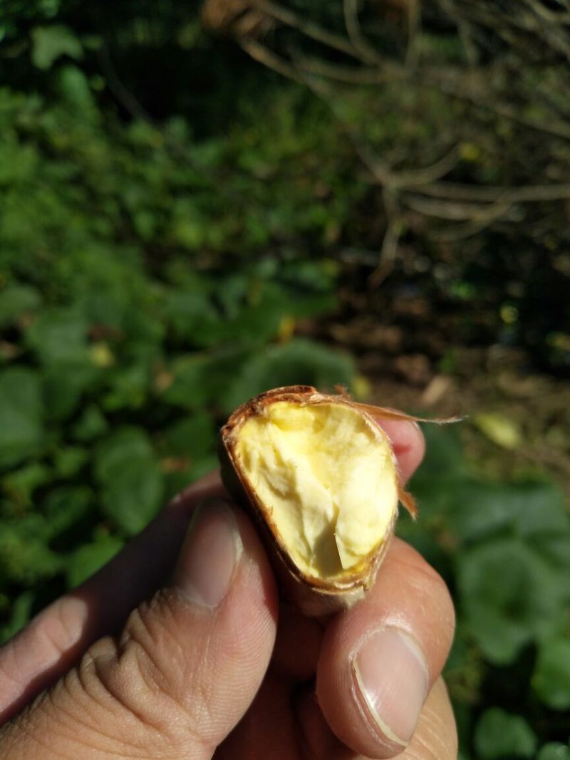 野生板栗炒栗种大标