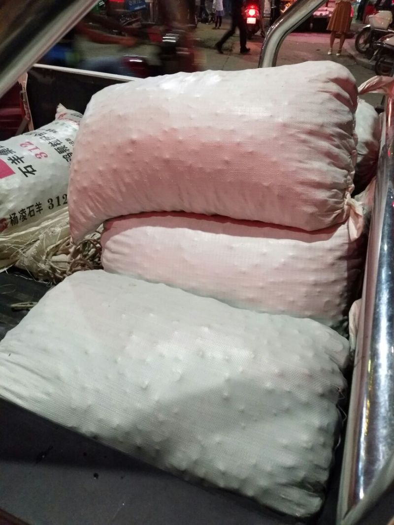 野生板栗炒栗种大标