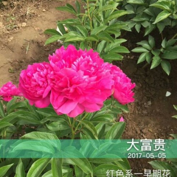 芍药苗30~40cm