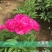 芍药苗30~40cm