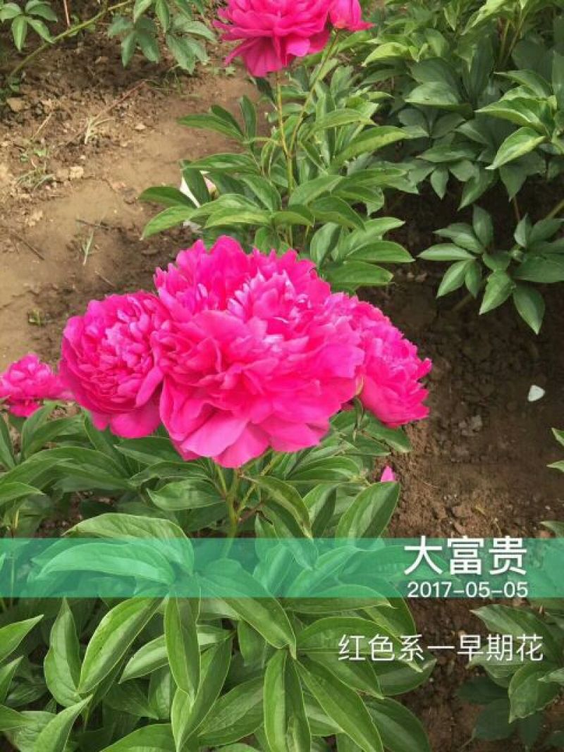 芍药苗30~40cm