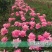 芍药苗30~40cm