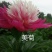 芍药苗30~40cm