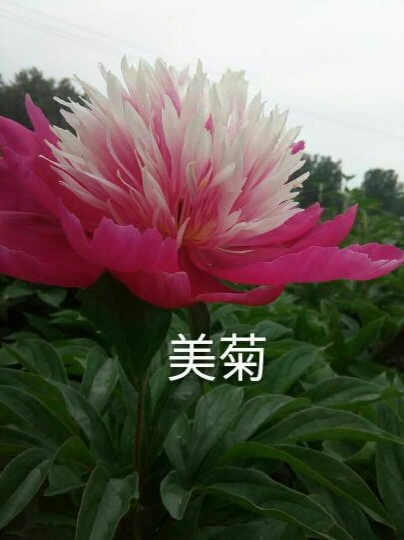芍药苗30~40cm
