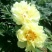 芍药苗30~40cm