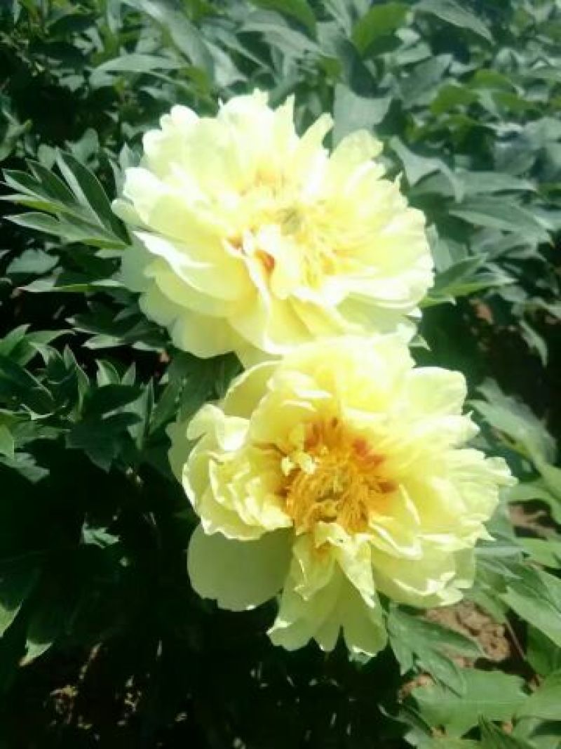 芍药苗30~40cm