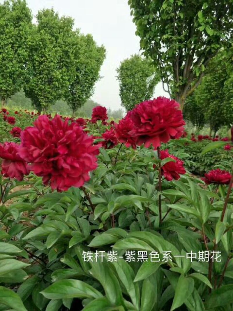 芍药苗30~40cm