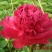 芍药苗30~40cm