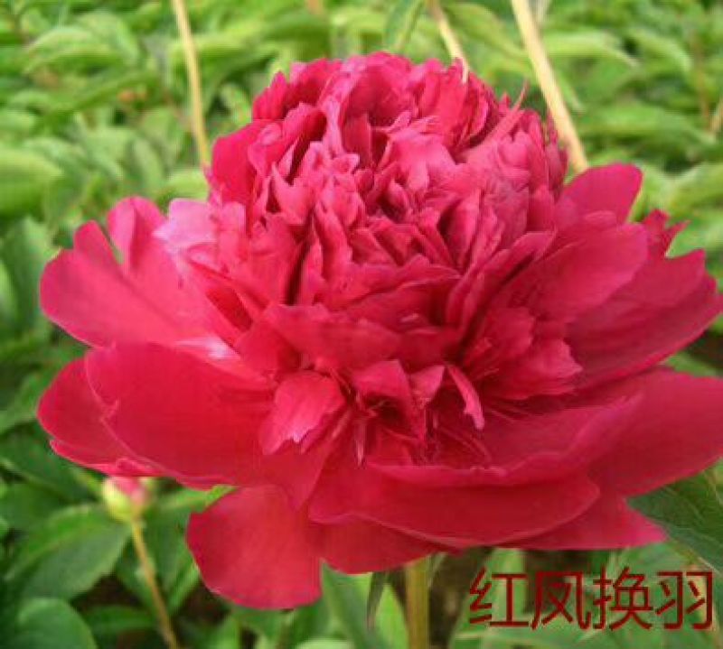 芍药苗30~40cm