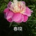芍药苗30~40cm