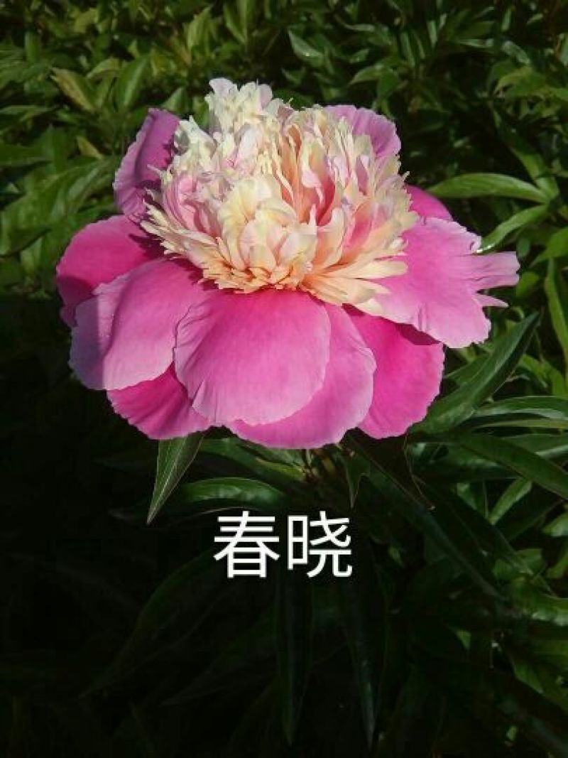 芍药苗30~40cm
