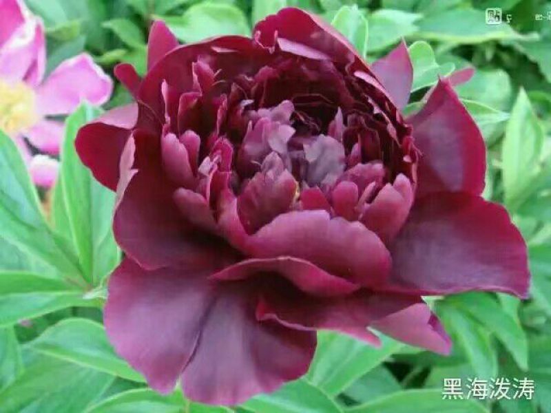 芍药苗30~40cm