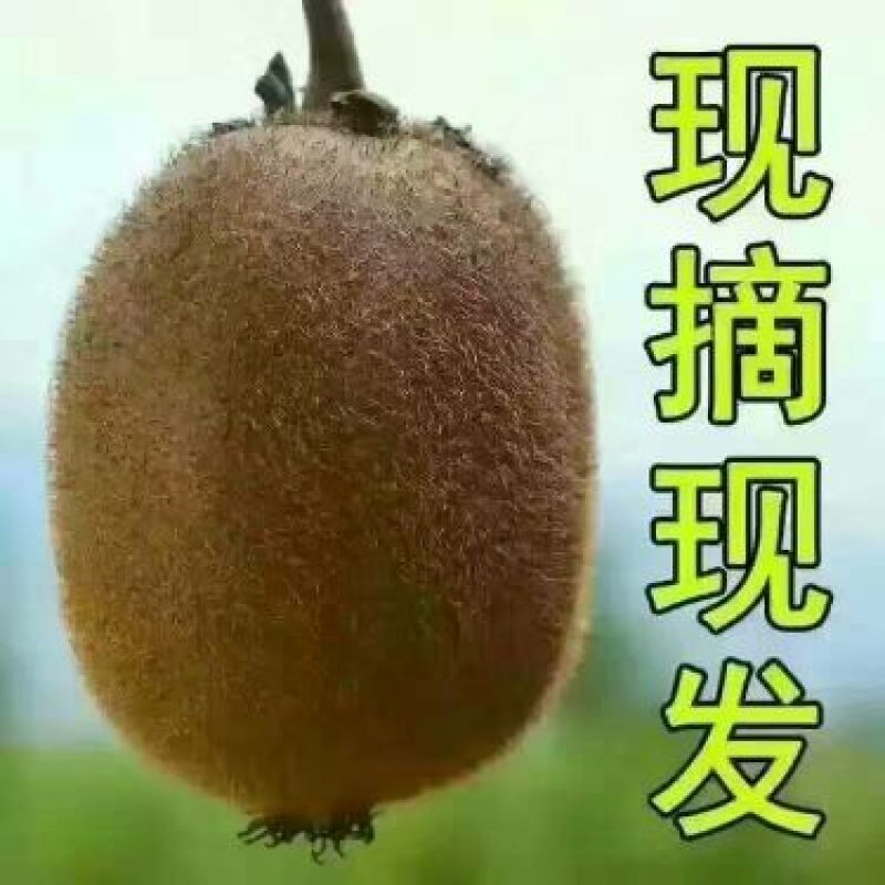 徐香猕猴桃70~90克