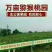 徐香猕猴桃70~90克