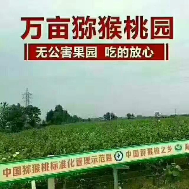 徐香猕猴桃70~90克