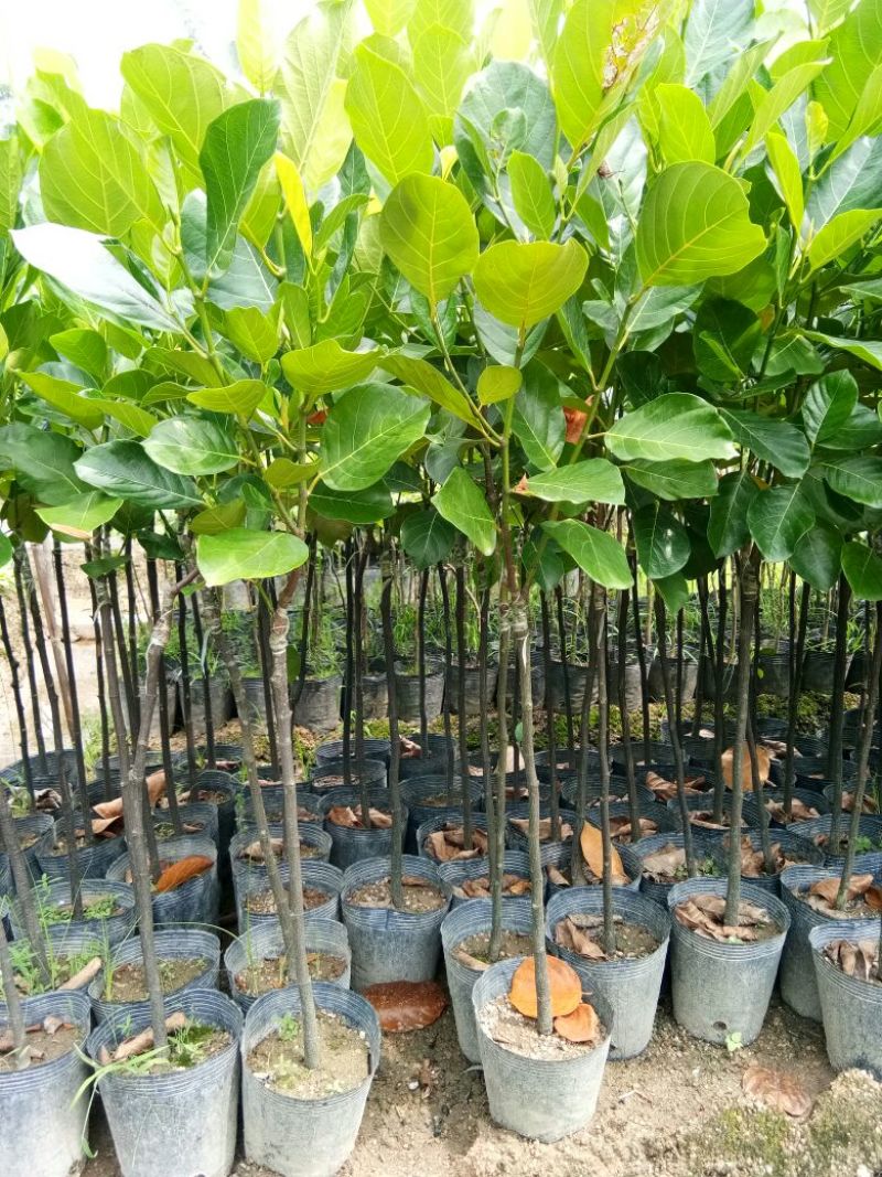 各种不同规格营养杯苗。菠萝蜜苗稿接树