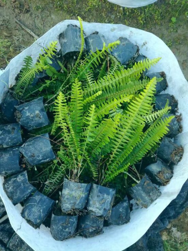 肾蕨2cm以下0.5m以下排骨草灌木