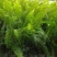 肾蕨2cm以下0.5m以下排骨草灌木
