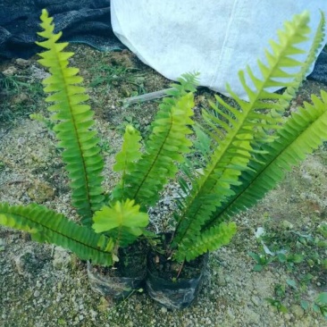 肾蕨2cm以下0.5m以下排骨草灌木
