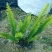 肾蕨2cm以下0.5m以下排骨草灌木