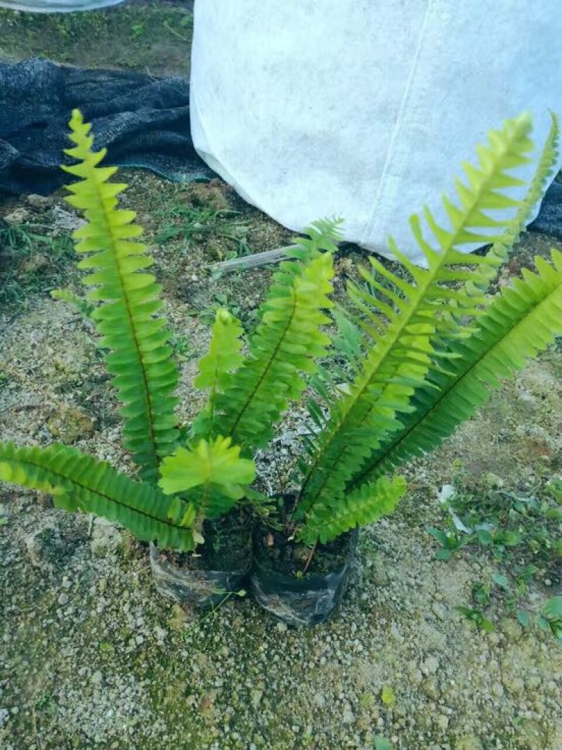 肾蕨2cm以下0.5m以下排骨草灌木