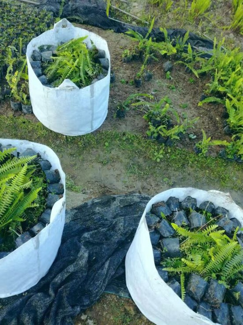 肾蕨2cm以下0.5m以下排骨草灌木