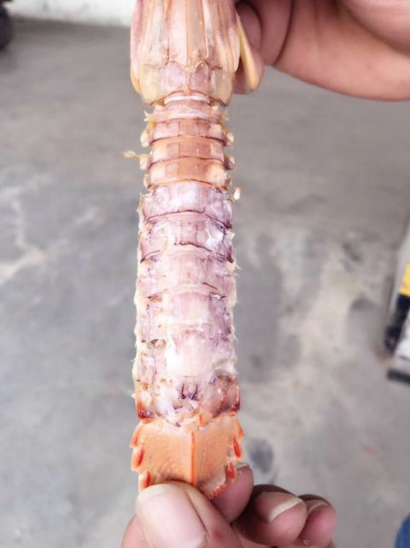 熟冻皮皮虾，厂家直销，三证齐全，可定制加工