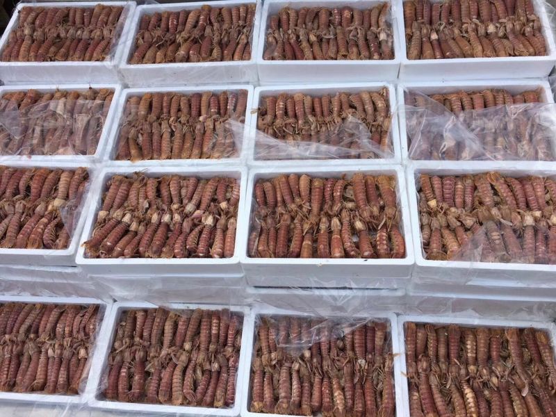 熟冻皮皮虾，厂家直销，三证齐全，可定制加工