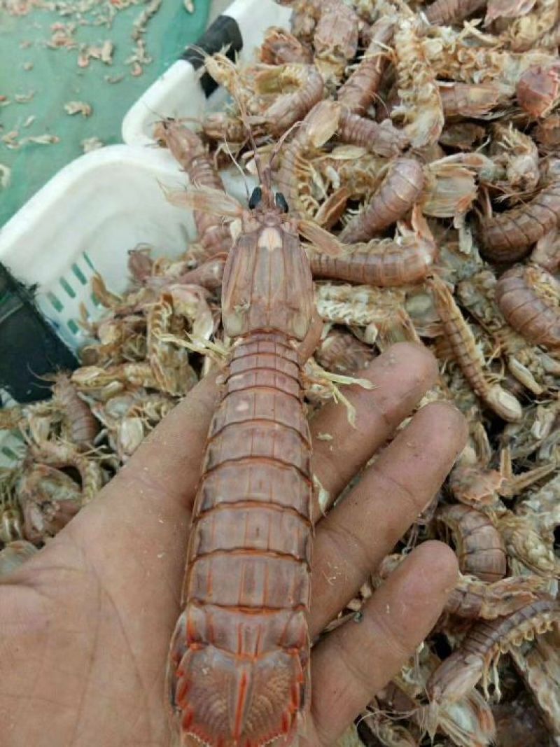 熟冻皮皮虾，厂家直销，三证齐全，可定制加工