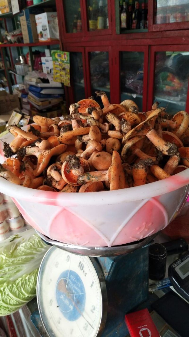 黄丝菌野生
