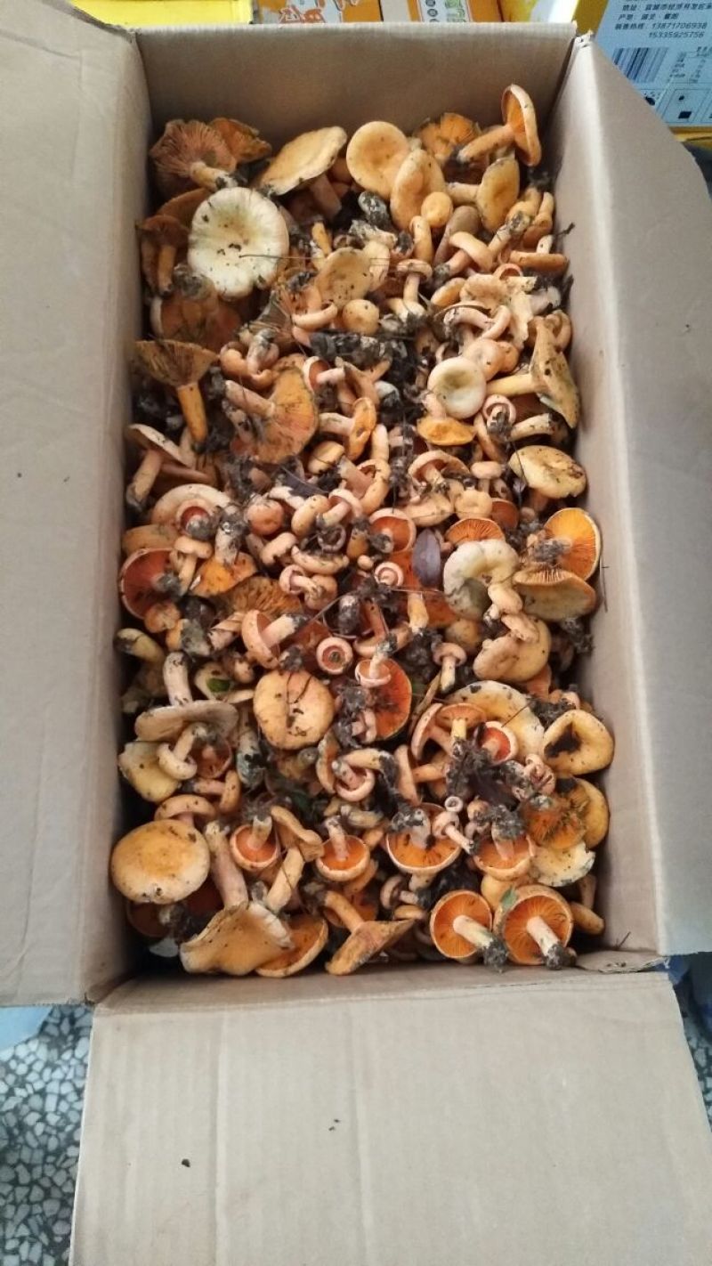 黄丝菌野生