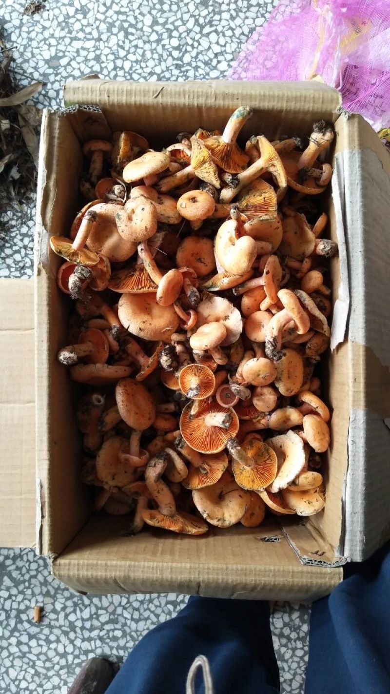 黄丝菌野生