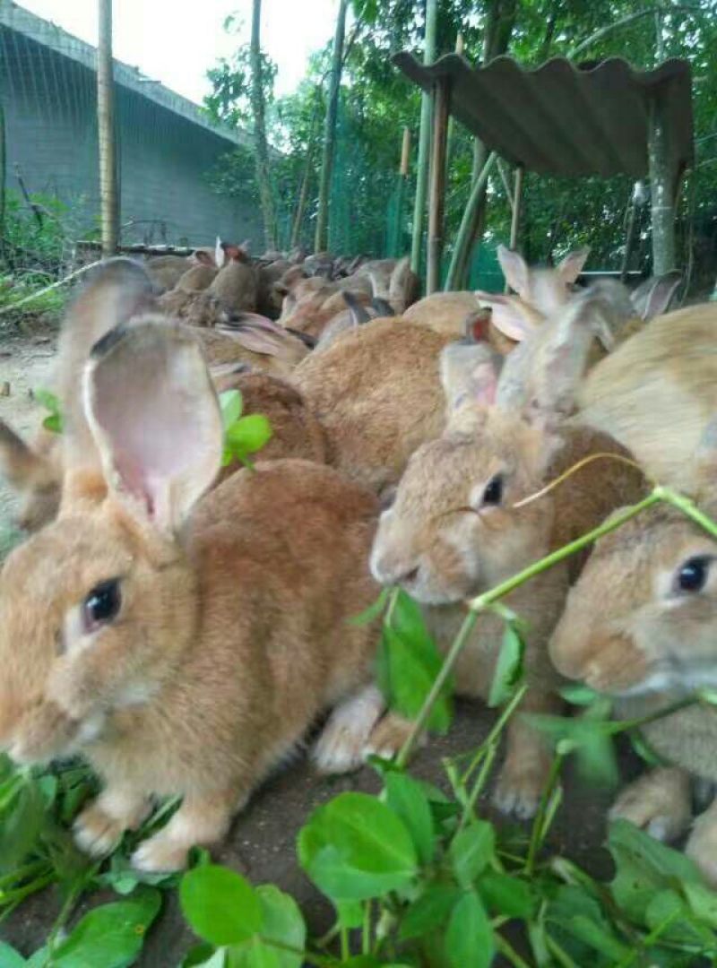 熏兔包装