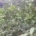 青柠檬1.6~2两