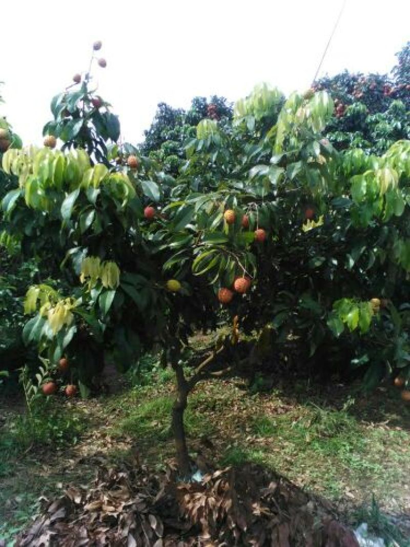 广东仙进奉荔枝苗高压苗阳台种植带泥发货包邮，大量供应