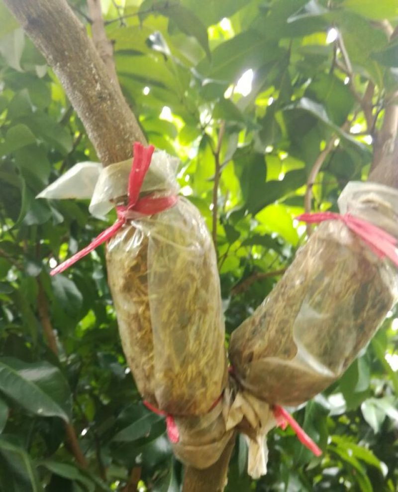 广东仙进奉荔枝苗高压苗阳台种植带泥发货包邮，大量供应