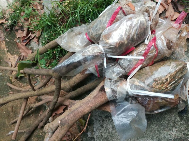 广东仙进奉荔枝苗高压苗阳台种植带泥发货包邮，大量供应