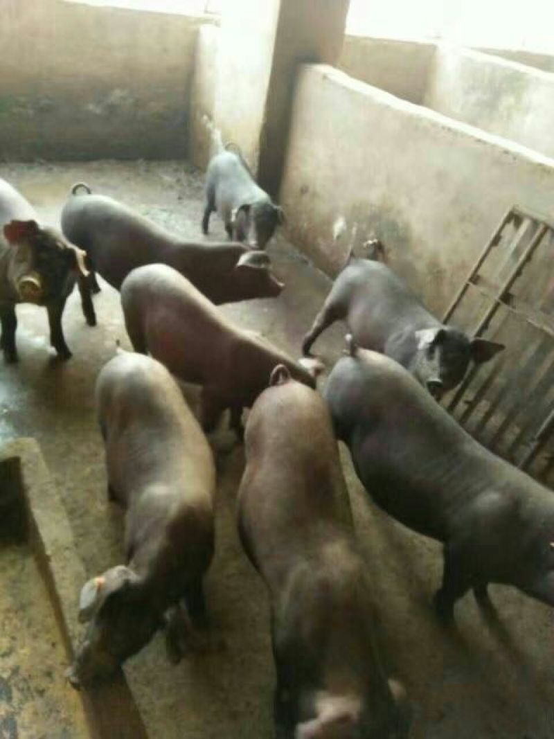 太湖母猪种公猪及各种育肥仔猪