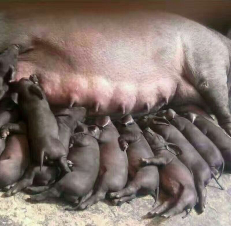 太湖母猪种公猪及各种育肥仔猪