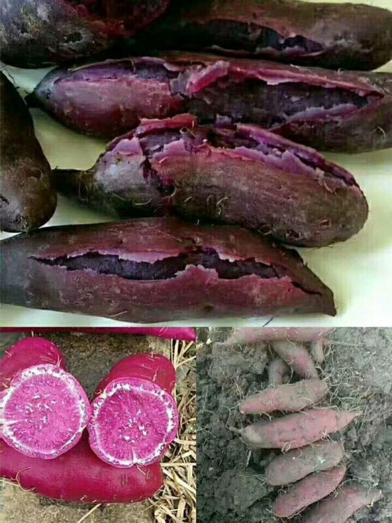 紫薯3两以上紫心